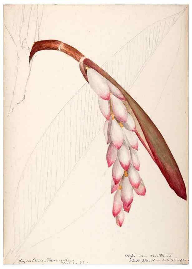 Reproducción/Reproduction 48792357168: [Water-color sketches of plants of North America and Europe]. . 