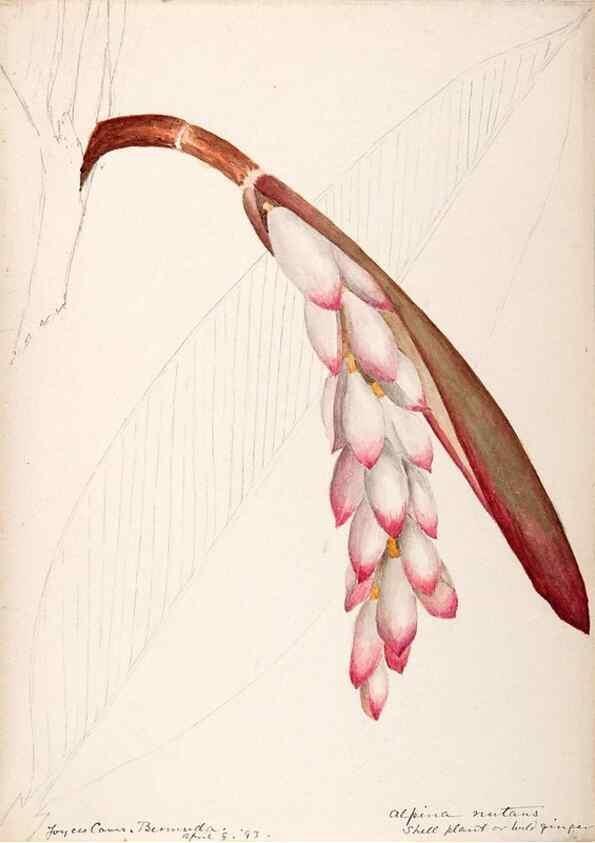 Reproducción/Reproduction 48792357168: [Water-color sketches of plants of North America and Europe]. . 