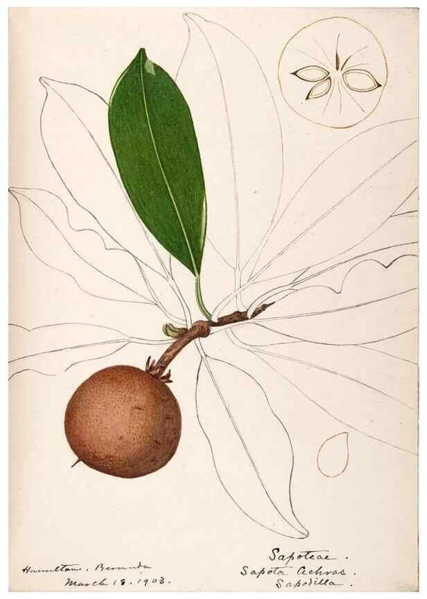 Reproducción/Reproduction 48792865787: [Water-color sketches of plants of North America and Europe]. . 