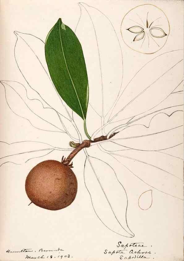 Reproducción/Reproduction 48792865787: [Water-color sketches of plants of North America and Europe]. . 
