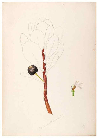 Reproducción/Reproduction 48792865972: [Water-color sketches of plants of North America and Europe]. . 
