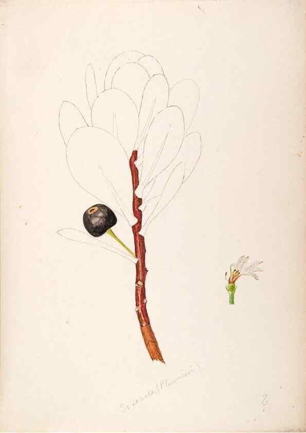 Reproducción/Reproduction 48792865972: [Water-color sketches of plants of North America and Europe]. . 