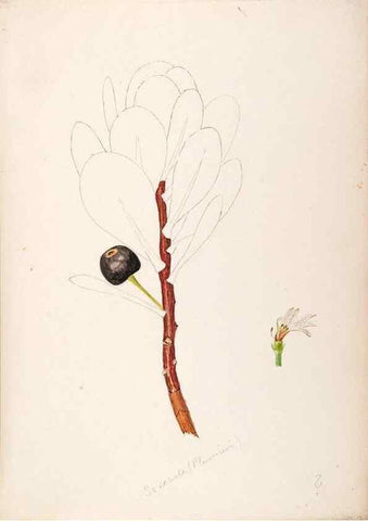 Reproducción/Reproduction 48792865972: [Water-color sketches of plants of North America and Europe]. . 