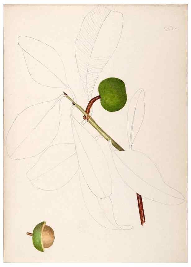 Reproducción/Reproduction 48792357703: [Water-color sketches of plants of North America and Europe]. . 