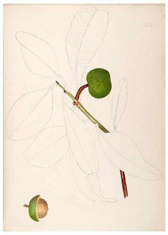Reproducción/Reproduction 48792357703: [Water-color sketches of plants of North America and Europe]. . 
