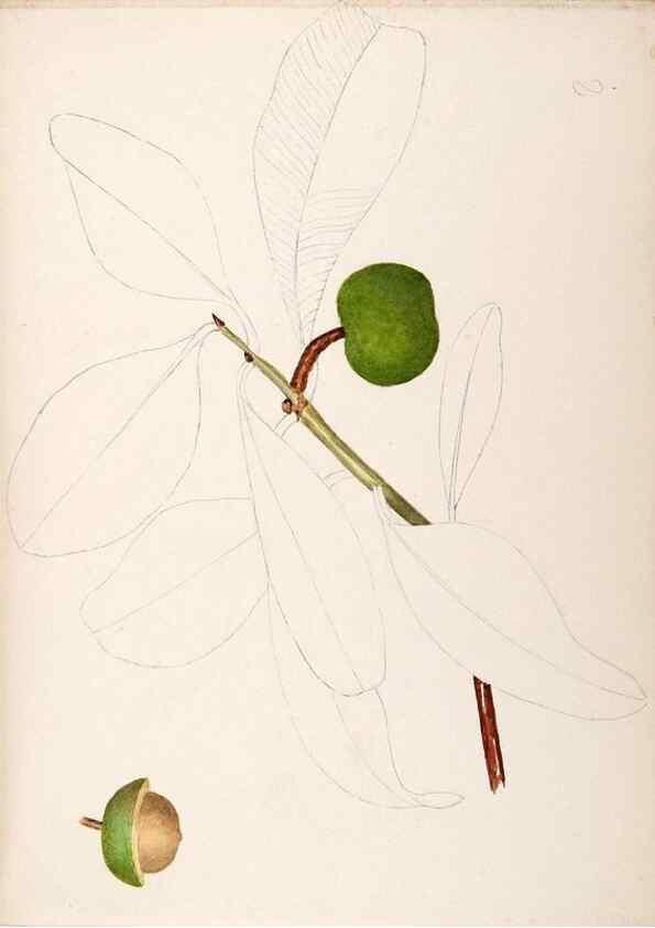 Reproducción/Reproduction 48792357703: [Water-color sketches of plants of North America and Europe]. . 