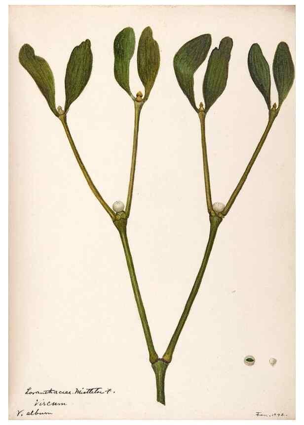 Reproducción/Reproduction 48792357928: [Water-color sketches of plants of North America and Europe]. . 