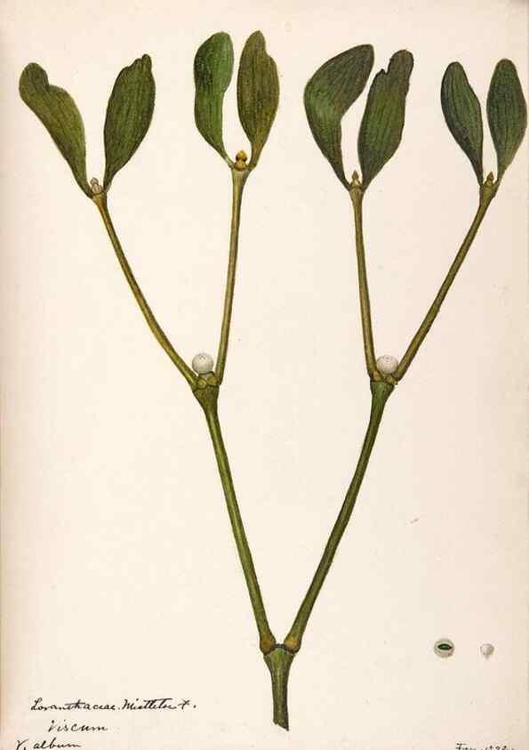 Reproducción/Reproduction 48792357928: [Water-color sketches of plants of North America and Europe]. . 