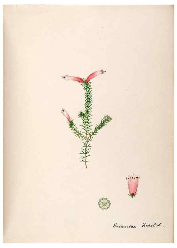 Reproducción/Reproduction 48792866522: [Water-color sketches of plants of North America and Europe]. . 