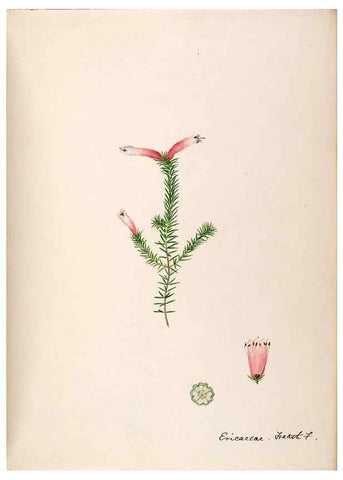 Reproducción/Reproduction 48792866522: [Water-color sketches of plants of North America and Europe]. . 