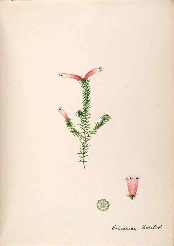 Reproducción/Reproduction 48792866522: [Water-color sketches of plants of North America and Europe]. . 