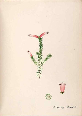 Reproducción/Reproduction 48792866522: [Water-color sketches of plants of North America and Europe]. . 