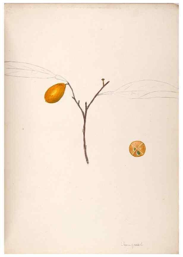 Reproducción/Reproduction 48792358278: [Water-color sketches of plants of North America and Europe]. . 