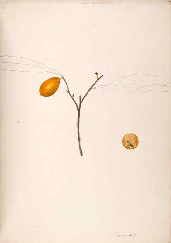 Reproducción/Reproduction 48792358278: [Water-color sketches of plants of North America and Europe]. . 