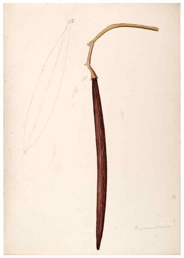 Reproducción/Reproduction 48792723941: [Water-color sketches of plants of North America and Europe]. . 