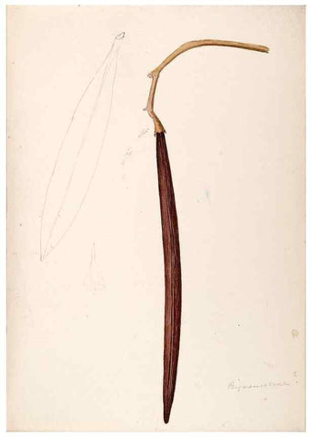 Reproducción/Reproduction 48792723941: [Water-color sketches of plants of North America and Europe]. . 