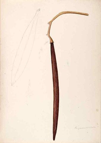 Reproducción/Reproduction 48792723941: [Water-color sketches of plants of North America and Europe]. . 