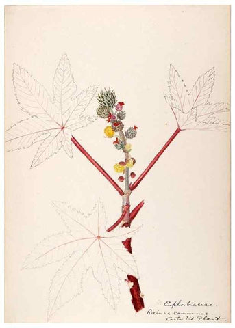 Reproducción/Reproduction 48792354993: [Water-color sketches of plants of North America and Europe]. . 