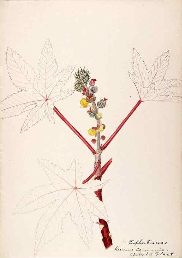 Reproducción/Reproduction 48792354993: [Water-color sketches of plants of North America and Europe]. . 