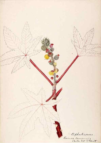 Reproducción/Reproduction 48792354993: [Water-color sketches of plants of North America and Europe]. . 