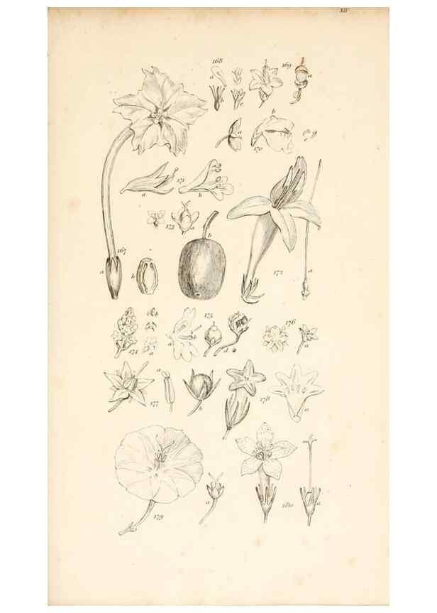 Reproducción/Reproduction 48792932837: A grammar of botany :. London :Longman, Ree, Orme, Brown, and Green,1826.. 