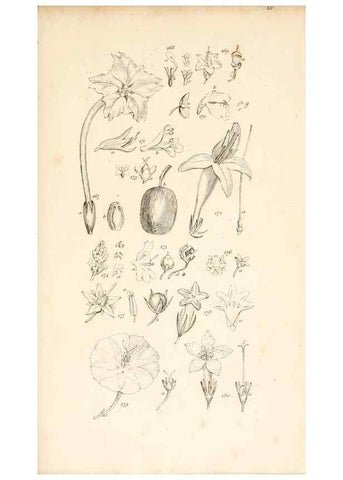 Reproducción/Reproduction 48792932837: A grammar of botany :. London :Longman, Ree, Orme, Brown, and Green,1826.. 
