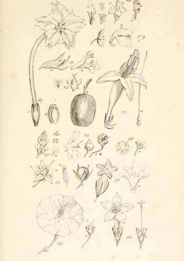 Reproducción/Reproduction 48792932837: A grammar of botany :. London :Longman, Ree, Orme, Brown, and Green,1826.. 