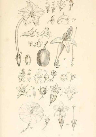 Reproducción/Reproduction 48792932837: A grammar of botany :. London :Longman, Ree, Orme, Brown, and Green,1826.. 