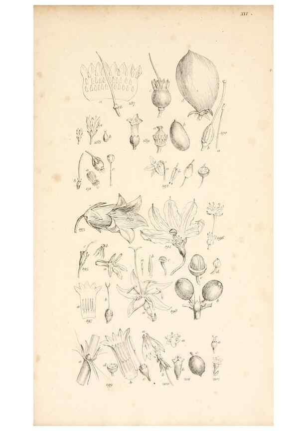 Reproducción/Reproduction 48792425423: A grammar of botany :. London :Longman, Ree, Orme, Brown, and Green,1826.. 