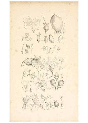 Reproducción/Reproduction 48792425423: A grammar of botany :. London :Longman, Ree, Orme, Brown, and Green,1826.. 