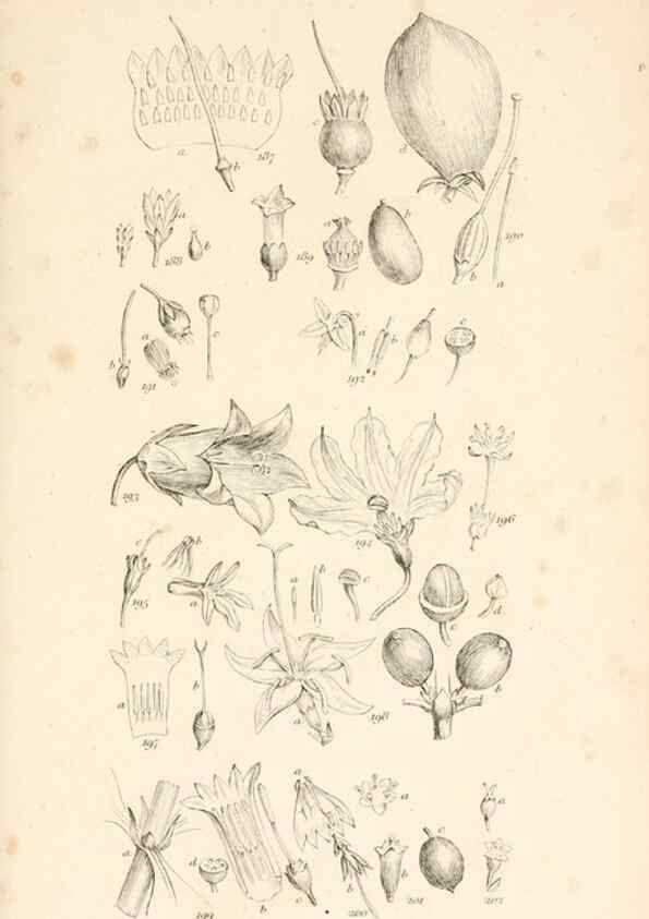 Reproducción/Reproduction 48792425423: A grammar of botany :. London :Longman, Ree, Orme, Brown, and Green,1826.. 
