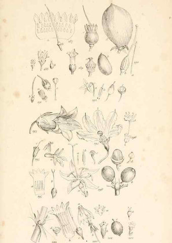 Reproducción/Reproduction 48792425423: A grammar of botany :. London :Longman, Ree, Orme, Brown, and Green,1826.. 