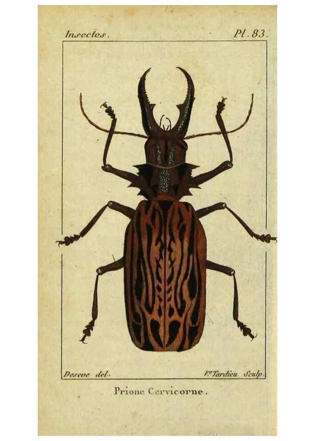 Reproducción/Reproduction 48792526778: Histoire naturelle des insectes, composée d'après Réamur, Geoffroy, Degéer, Roesel, Linné, Fabricius, et les meilleurs ouvrages qui ont paru sur cette partie;. Paris,Roret,1828.. 