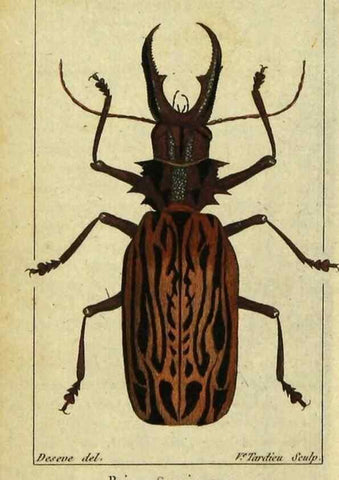 Reproducción/Reproduction 48792526778: Histoire naturelle des insectes, composée d'après Réamur, Geoffroy, Degéer, Roesel, Linné, Fabricius, et les meilleurs ouvrages qui ont paru sur cette partie;. Paris,Roret,1828.. 
