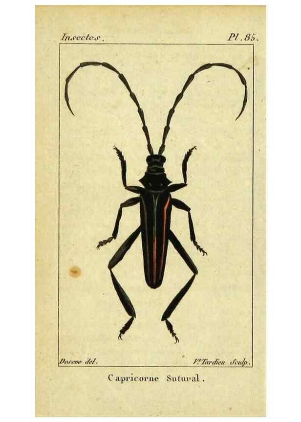 Reproducción/Reproduction 48792526968: Histoire naturelle des insectes, composée d'après Réamur, Geoffroy, Degéer, Roesel, Linné, Fabricius, et les meilleurs ouvrages qui ont paru sur cette partie;. Paris,Roret,1828.. 