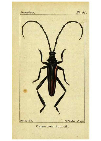Reproducción/Reproduction 48792526968: Histoire naturelle des insectes, composée d'après Réamur, Geoffroy, Degéer, Roesel, Linné, Fabricius, et les meilleurs ouvrages qui ont paru sur cette partie;. Paris,Roret,1828.. 