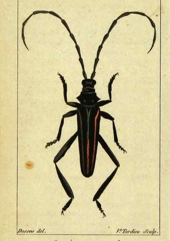 Reproducción/Reproduction 48792526968: Histoire naturelle des insectes, composée d'après Réamur, Geoffroy, Degéer, Roesel, Linné, Fabricius, et les meilleurs ouvrages qui ont paru sur cette partie;. Paris,Roret,1828.. 