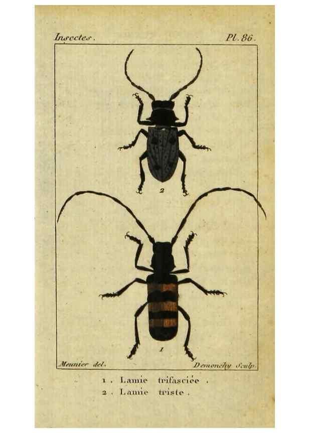 Reproducción/Reproduction 48793033527: Histoire naturelle des insectes, composée d'après Réamur, Geoffroy, Degéer, Roesel, Linné, Fabricius, et les meilleurs ouvrages qui ont paru sur cette partie;. Paris,Roret,1828.. 