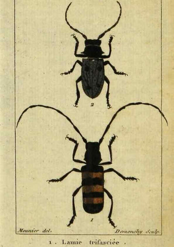 Reproducción/Reproduction 48793033527: Histoire naturelle des insectes, composée d'après Réamur, Geoffroy, Degéer, Roesel, Linné, Fabricius, et les meilleurs ouvrages qui ont paru sur cette partie;. Paris,Roret,1828.. 