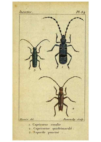 Reproducción/Reproduction 48792892526: Histoire naturelle des insectes, composée d'après Réamur, Geoffroy, Degéer, Roesel, Linné, Fabricius, et les meilleurs ouvrages qui ont paru sur cette partie;. Paris,Roret,1828.. 