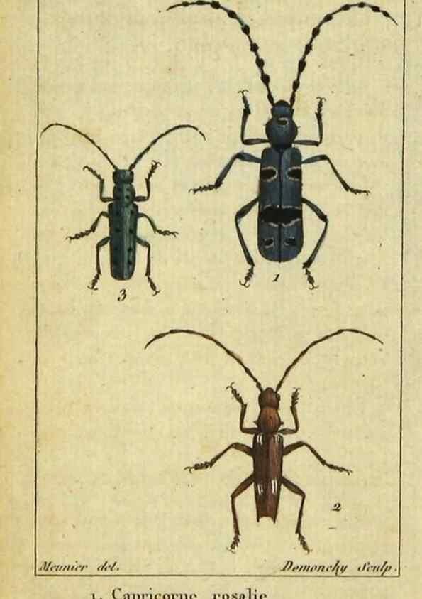 Reproducción/Reproduction 48792892526: Histoire naturelle des insectes, composée d'après Réamur, Geoffroy, Degéer, Roesel, Linné, Fabricius, et les meilleurs ouvrages qui ont paru sur cette partie;. Paris,Roret,1828.. 