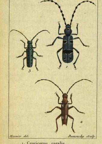 Reproducción/Reproduction 48792892526: Histoire naturelle des insectes, composée d'après Réamur, Geoffroy, Degéer, Roesel, Linné, Fabricius, et les meilleurs ouvrages qui ont paru sur cette partie;. Paris,Roret,1828.. 
