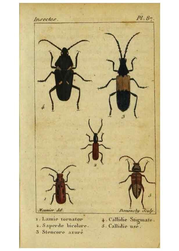 Reproducción/Reproduction 48792559873: Histoire naturelle des insectes, composée d'après Réamur, Geoffroy, Degéer, Roesel, Linné, Fabricius, et les meilleurs ouvrages qui ont paru sur cette partie;. Paris,Roret,1828.. 