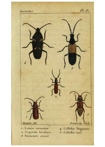 Reproducción/Reproduction 48792559873: Histoire naturelle des insectes, composée d'après Réamur, Geoffroy, Degéer, Roesel, Linné, Fabricius, et les meilleurs ouvrages qui ont paru sur cette partie;. Paris,Roret,1828.. 