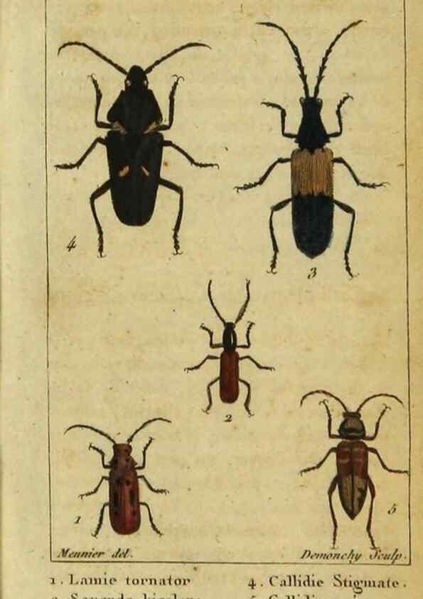 Reproducción/Reproduction 48792559873: Histoire naturelle des insectes, composée d'après Réamur, Geoffroy, Degéer, Roesel, Linné, Fabricius, et les meilleurs ouvrages qui ont paru sur cette partie;. Paris,Roret,1828.. 