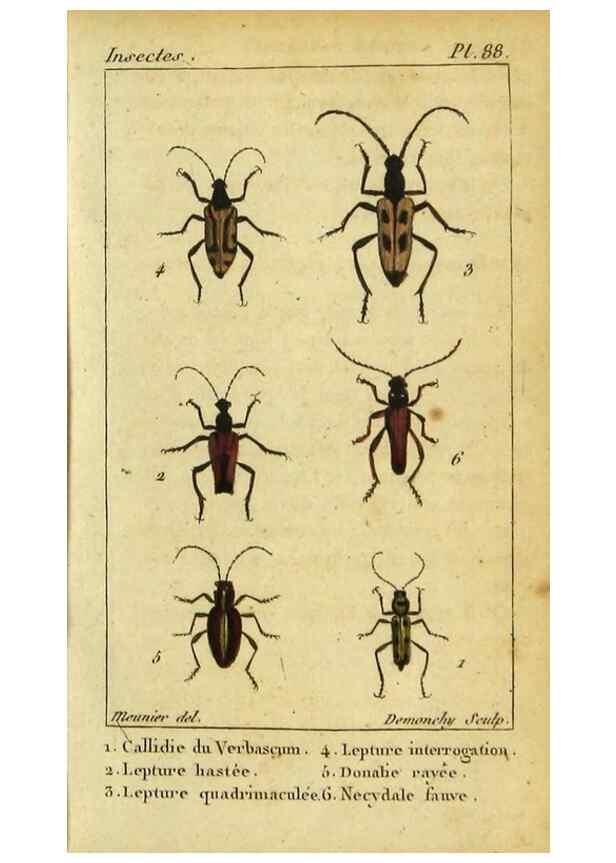 Reproducción/Reproduction 48792925146: Histoire naturelle des insectes, composée d'après Réamur, Geoffroy, Degéer, Roesel, Linné, Fabricius, et les meilleurs ouvrages qui ont paru sur cette partie;. Paris,Roret,1828.. 