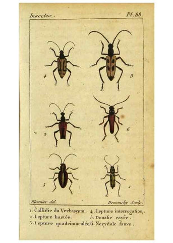 Reproducción/Reproduction 48792925146: Histoire naturelle des insectes, composée d'après Réamur, Geoffroy, Degéer, Roesel, Linné, Fabricius, et les meilleurs ouvrages qui ont paru sur cette partie;. Paris,Roret,1828.. 
