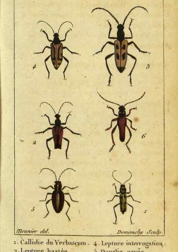 Reproducción/Reproduction 48792925146: Histoire naturelle des insectes, composée d'après Réamur, Geoffroy, Degéer, Roesel, Linné, Fabricius, et les meilleurs ouvrages qui ont paru sur cette partie;. Paris,Roret,1828.. 