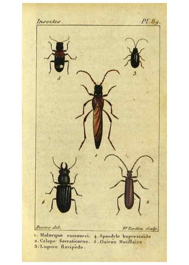 Reproducción/Reproduction 48792925466: Histoire naturelle des insectes, composée d'après Réamur, Geoffroy, Degéer, Roesel, Linné, Fabricius, et les meilleurs ouvrages qui ont paru sur cette partie;. Paris,Roret,1828.. 