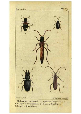 Reproducción/Reproduction 48792925466: Histoire naturelle des insectes, composée d'après Réamur, Geoffroy, Degéer, Roesel, Linné, Fabricius, et les meilleurs ouvrages qui ont paru sur cette partie;. Paris,Roret,1828.. 